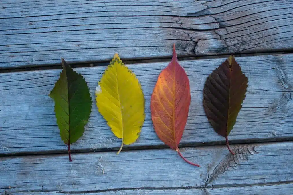 Four Leaves on Wooden Board
